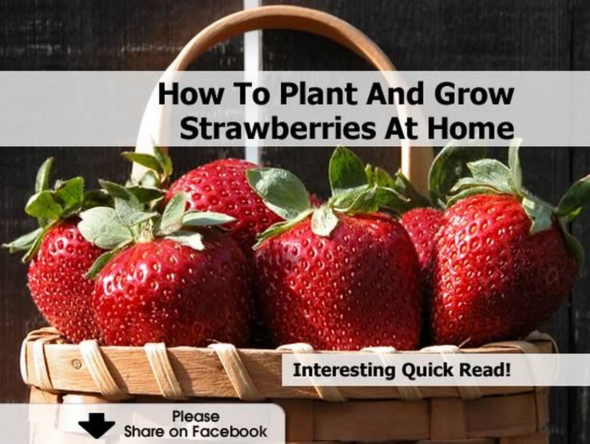How To Plant And Grow Strawberries At Home