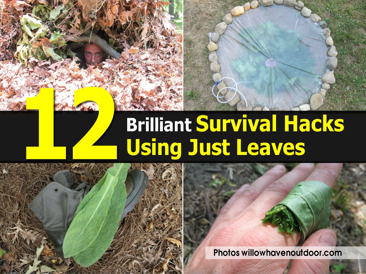 12 Brilliant Survival Hacks Using Just Leaves