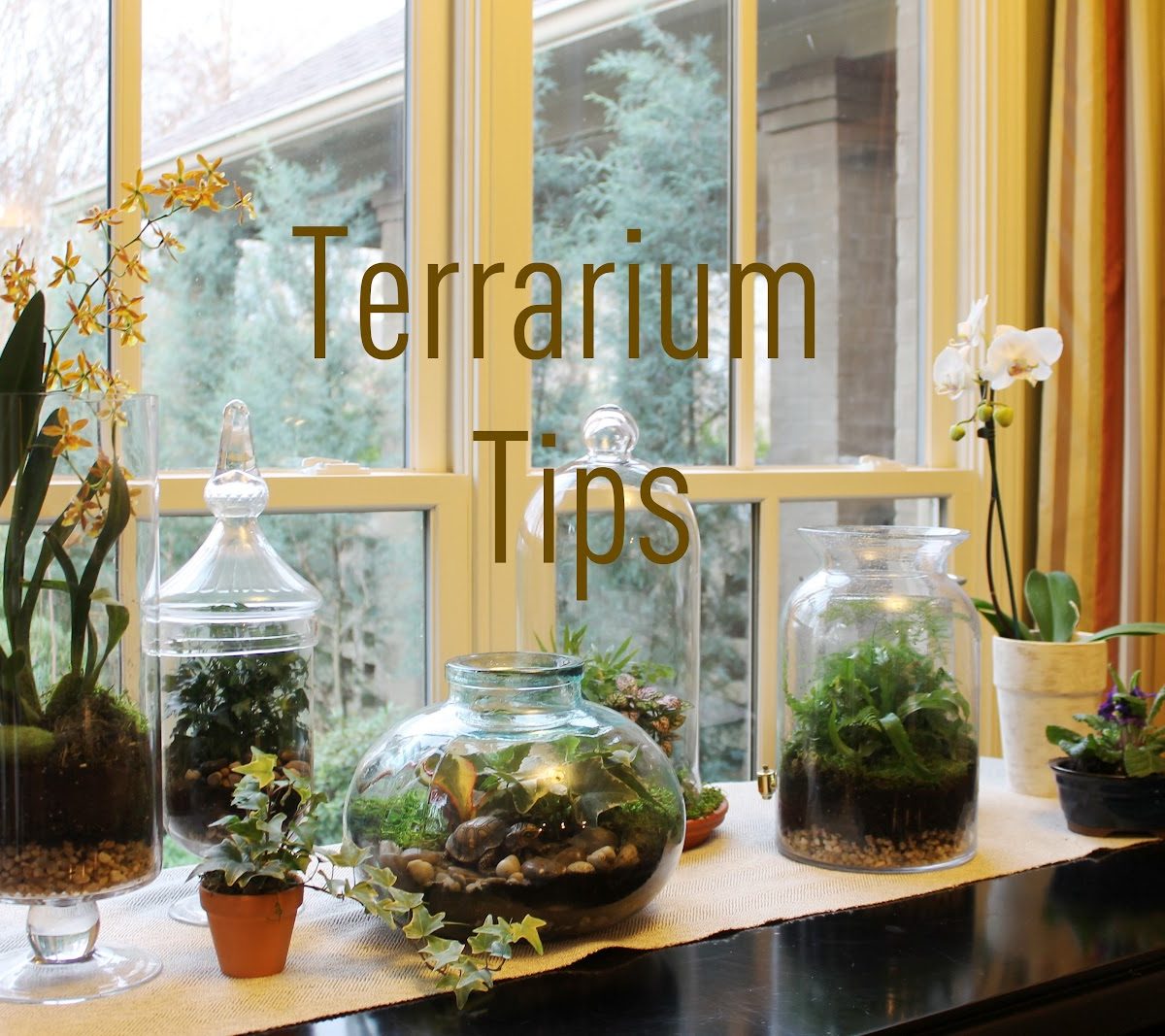 How to Start Your Own Terrarium Garden