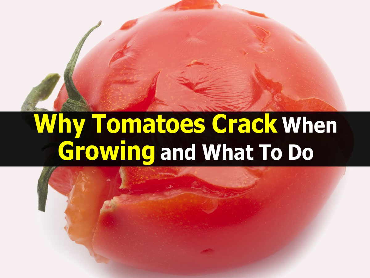 Why Tomatoes Crack When Growing and What To Do