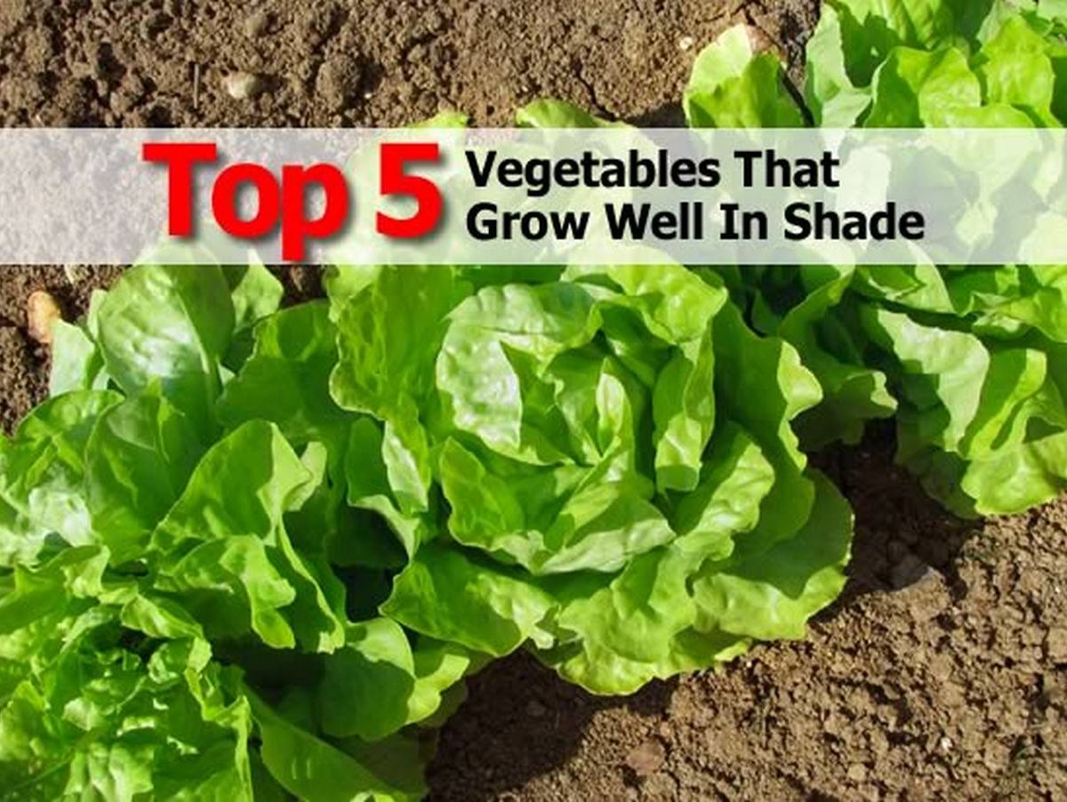 Top 5 Vegetables That Grow Well In Shade