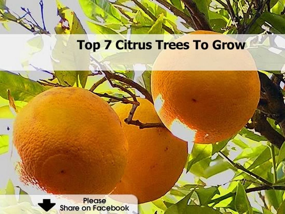 Top 7 Citrus Trees To Grow