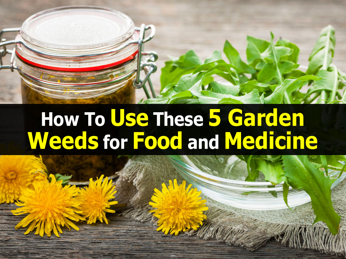 How To Use These 5 Garden Weeds for Food and Medicine