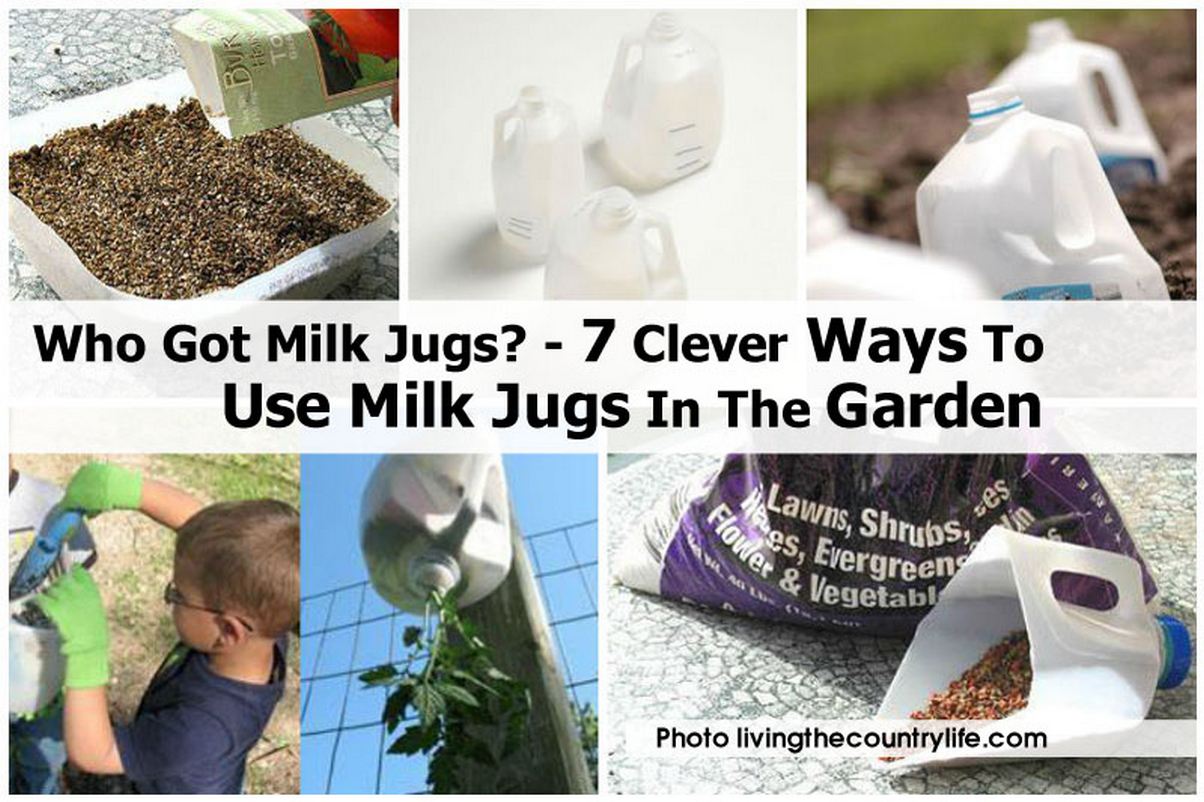 Who Got Milk Jugs? 7 Clever Ways To Use Milk Jugs In The Garden