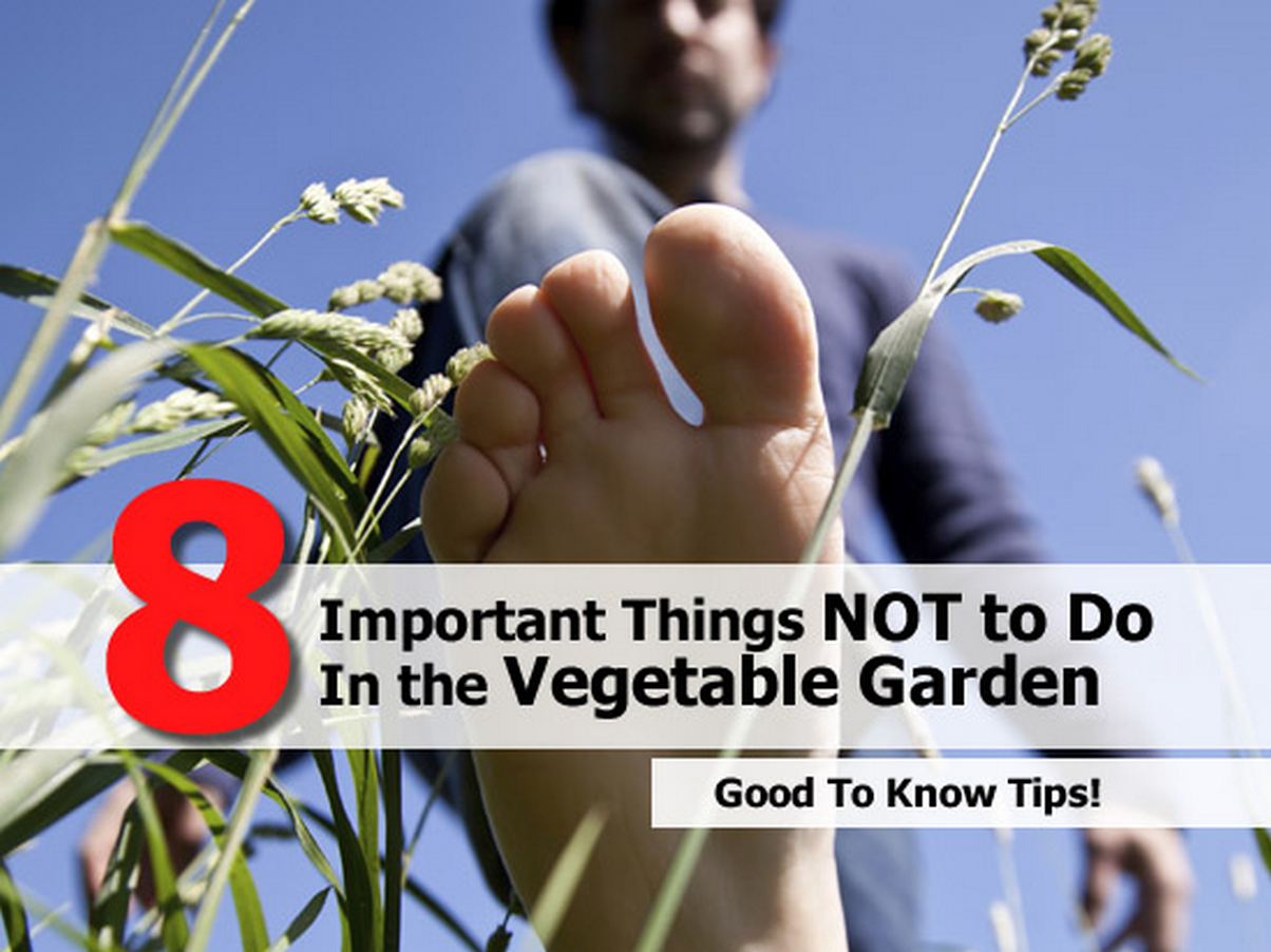 8 Important Things NOT to Do In the Vegetable Garden